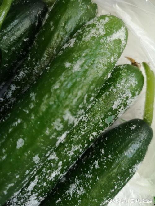 今日沉瓜的意思,探寻瓜果背后的文化韵味