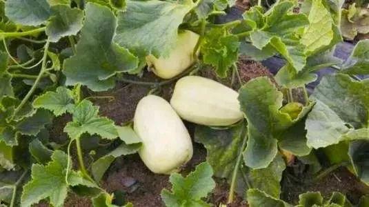 青州白银瓜今日价格,价格行情一览”