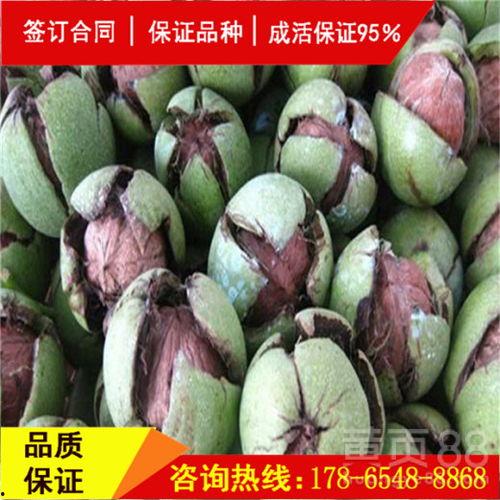 辽宁朝阳今日吊瓜价格,朝阳今日吊瓜价格行情分析