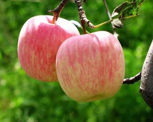Apple今日吃瓜,揭秘背后的热点事件与幕后故事
