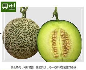 玫珑蜜瓜 今日活动,尽享玫珑蜜瓜新鲜美味”