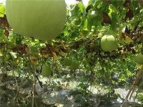 热门大瓜今日必吃瓜,揭秘娱乐圈最新猛料，必吃瓜盘点！