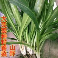 蒲瓜今日最新价格行情,今日行情一览