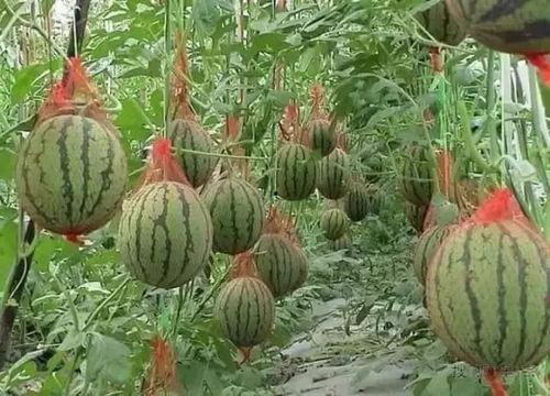 今日份摘瓜快乐图片大全,趣味图片大盘点