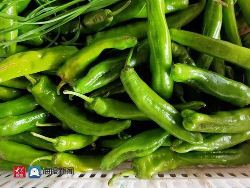 山东今日茭瓜价格行情,今日市场动态一览