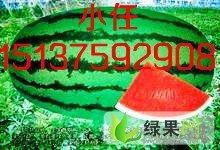 新疆瓜今日行情,丰收喜人，价格稳定，市场前景广阔