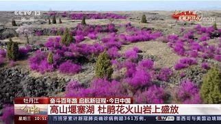 今日黑龙江瓜叶菊价格