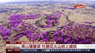 今日黑龙江瓜叶菊价格