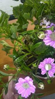 今日黑龙江瓜叶菊价格