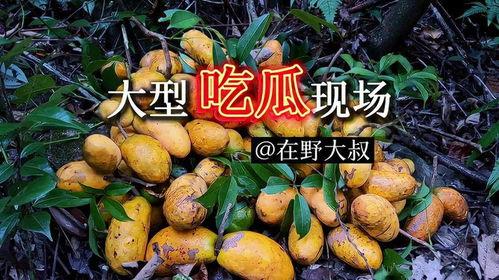 山与味今日吃瓜,揭秘美食背后的趣味故事