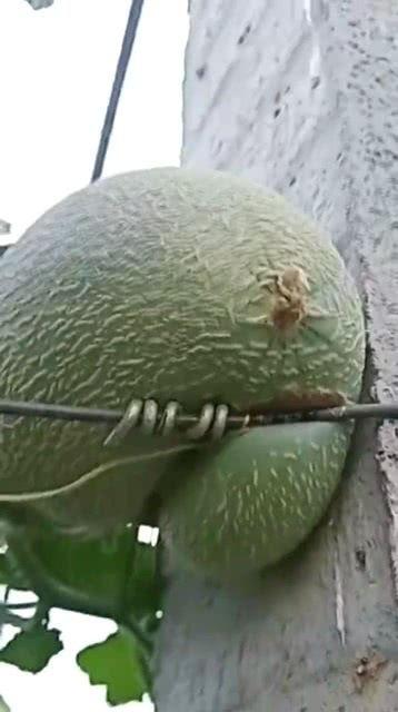 襄阳哈密瓜今日价格,价格行情一览