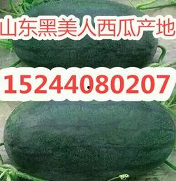 黑美人瓜价格今日市场行情,价格波动与供需分析