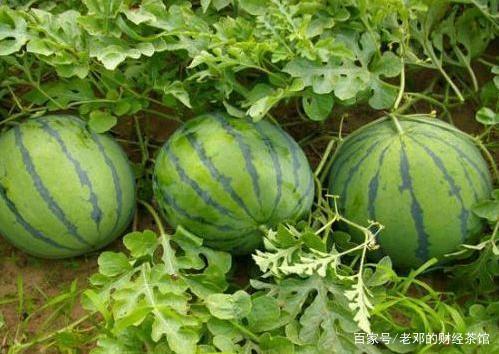 今日大瓜什么意思,娱乐圈最新热点事件深度解析