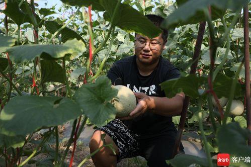 市场海南哈密瓜今日行情,热带鲜甜，价格波动解析