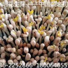 广州佛手瓜今日批发价格,价格波动及市场分析”