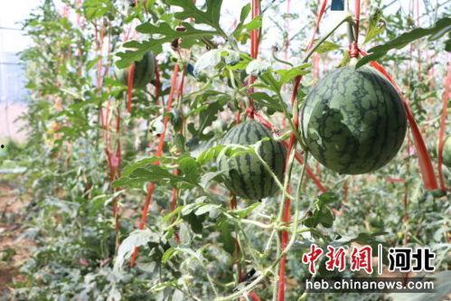 禹州小吊瓜今日行情,丰收喜人，价格稳中有升