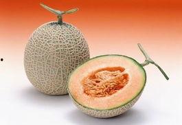 濛阳今日哈密瓜行情价格表,价格波动解析