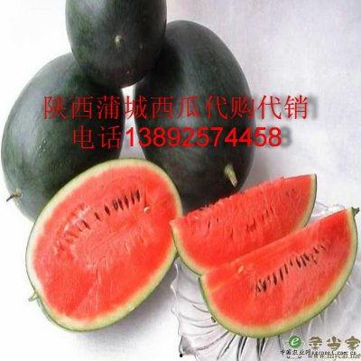 蒲城今日瓜价格最新行情,新鲜瓜价走俏，消费者抢购热潮