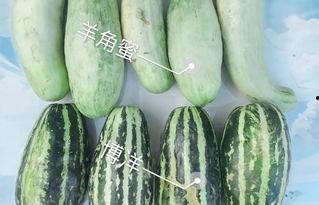 安国今日瓜价格,瓜果飘香，价格波动一览无余”