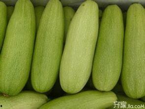 三白瓜价格今日价格