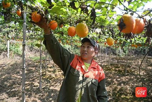 今日凉州区吊瓜价格,今日行情一览