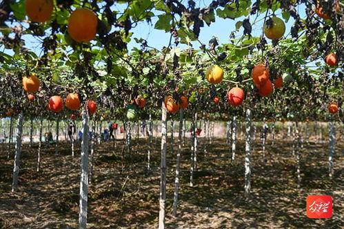 今日凉州区吊瓜价格,今日行情一览