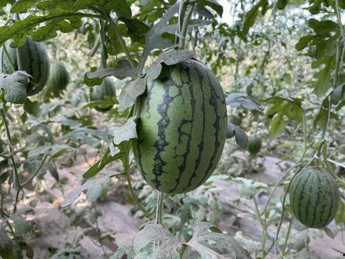 今日凉州区吊瓜价格,今日行情一览