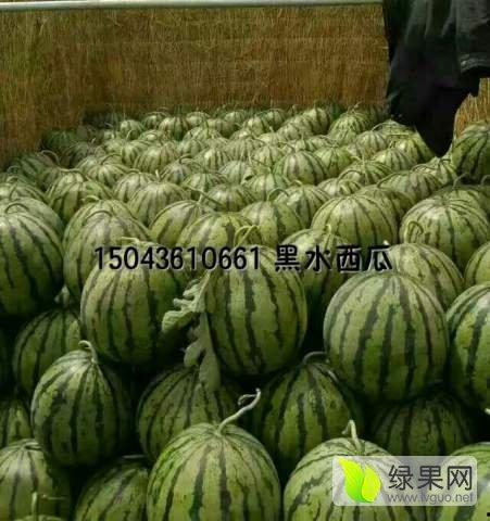 今日瓜价格最新报价,今日瓜价最新报价揭秘！”