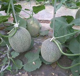 江西哈密瓜价格今日价,品质佳品，实惠之选