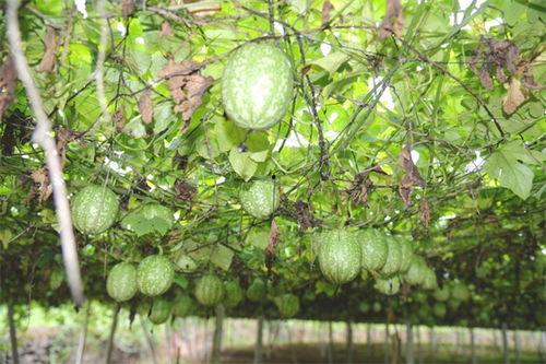 陕西小吊瓜今日价格表最新,今日价格行情一览，新鲜上市！”