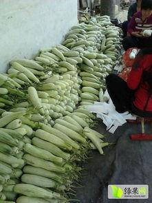 费县脆瓜今日价格,价格行情一览”