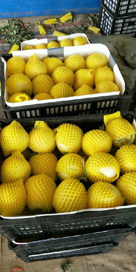 费县脆瓜今日价格,价格行情一览”