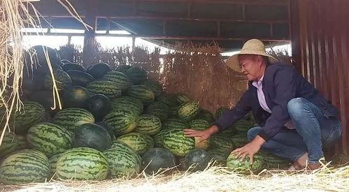 51瓜农 今日吃瓜,今日吃瓜，揭秘娱乐圈最新热点