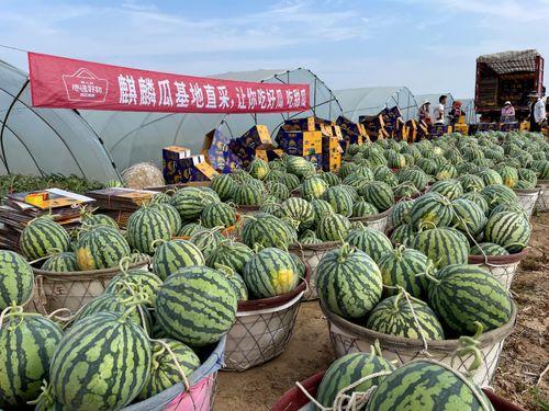 麒麟瓜产地今日价格表图片,麒麟瓜产地今日价格行情一览