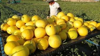 羊角蜜瓜今日试吃视频