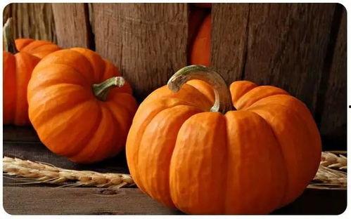 今日东庄头茭瓜价格,新鲜上市，品质保证