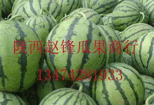 今日瓜价哈密瓜