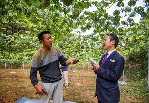 今日小吊瓜行情,价格波动与市场动态一览”