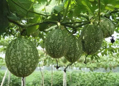 今日小吊瓜行情,价格波动与市场动态一览”