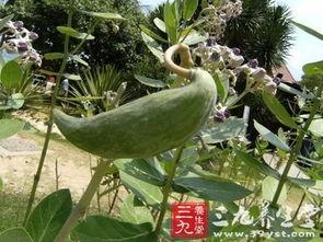 今日牛角瓜最新报价