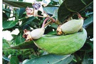 今日牛角瓜最新报价