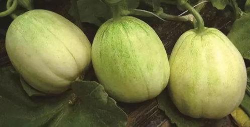 今日脆瓜批发价格查询