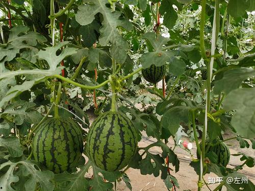 小吊瓜今日报价价格,市场行情一览”