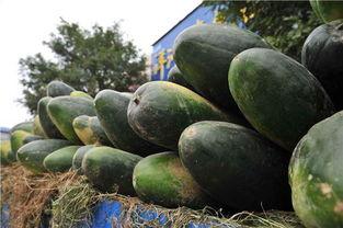 韩寺瓠瓜今日价格,价格行情一览”