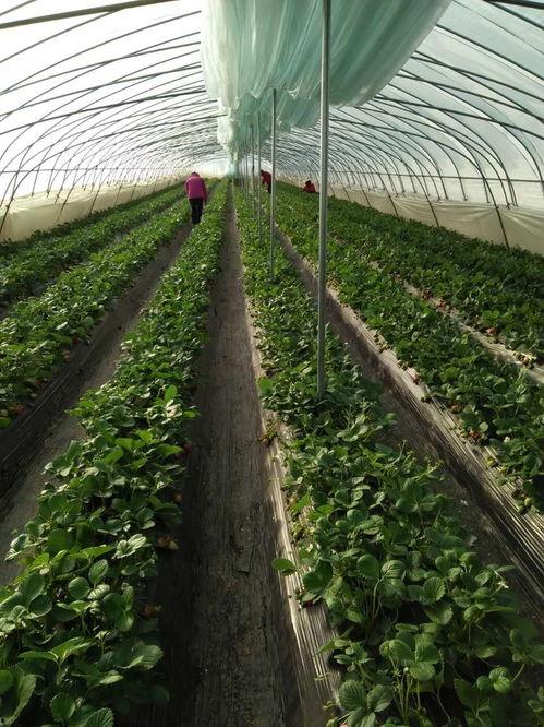 阎良梨瓜今日价格,价格行情一览”