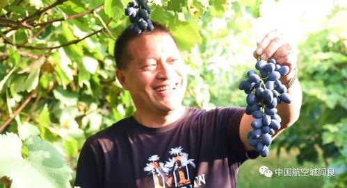 阎良梨瓜今日价格,价格行情一览”