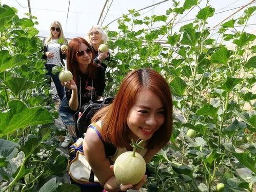 阎良梨瓜今日价格,价格行情一览”