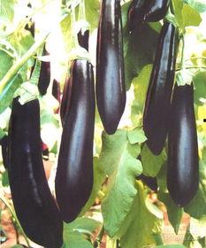 茄瓜价格今日价