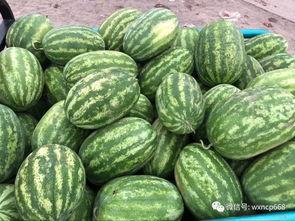 茄瓜价格今日价