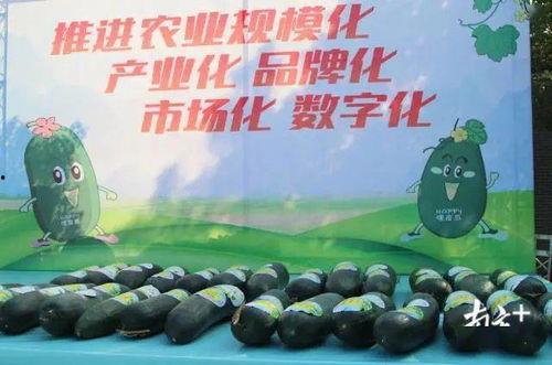 黑瓜网今日大赛最新,激情碰撞，巅峰对决！